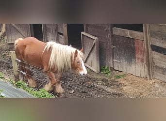 Ardennes, Mare, 18 years, Chestnut-Red