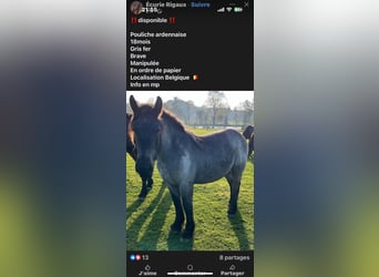 Ardennes, Mare, 1 year, 14,2 hh, Grey-Dark-Tan