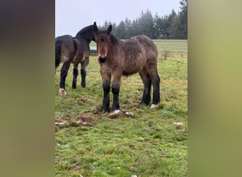 Ardennes, Mare, 1 year, 15,1 hh