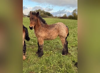 Ardennes, Mare, 1 year, 15,1 hh