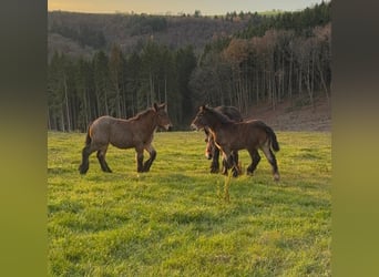 Ardennes, Mare, 1 year, 15,1 hh, Brown Falb mold
