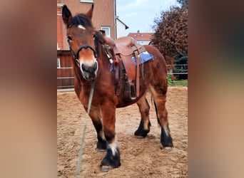 Ardennes, Mare, 2 years, 15.1 hh, Brown