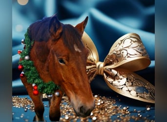 Ardennes, Mare, 2 years, 15,1 hh, Brown