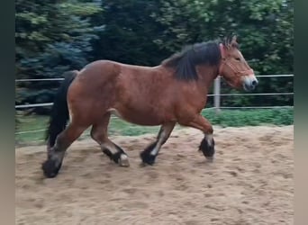 Ardennes, Mare, 2 years, 15,1 hh, Brown