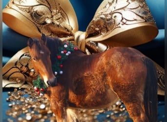 Ardennes, Mare, 2 years, 15,1 hh, Brown