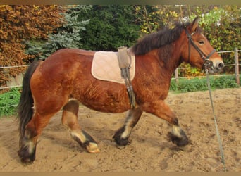 Ardennes, Mare, 2 years, 15,1 hh, Brown