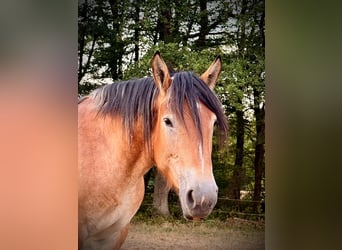Ardennes, Mare, 3 years, 14.2 hh