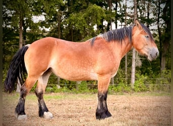 Ardennes, Mare, 3 years, 14.2 hh