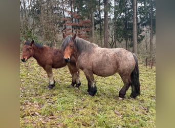 Ardennes, Mare, 4 years, 14.2 hh, Roan-Bay