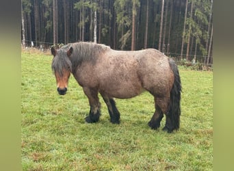 Ardennes, Mare, 4 years, 14.2 hh, Roan-Bay
