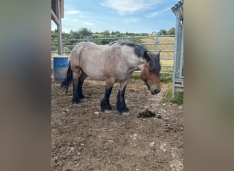 Ardennes, Mare, 4 years, 15 hh, Brown Falb mold