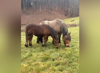 Ardennes, Mare, 4 years, 15 hh