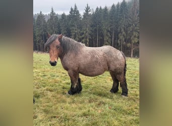 Ardennes, Mare, 4 years, 15 hh