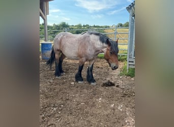 Ardennes, Mare, 4 years, 15 hh, Roan-Bay