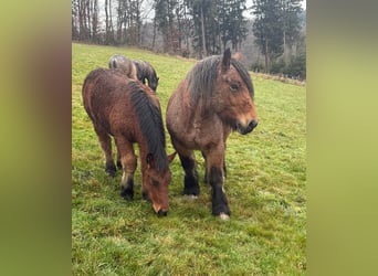 Ardennes, Mare, 5 years, 14.2 hh, Roan-Bay