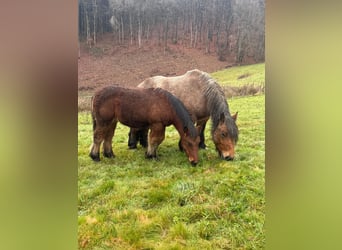 Ardennes, Mare, 5 years, 14,2 hh