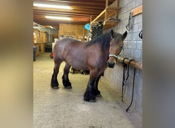 Ardennes, Mare, 6 years, 15,2 hh, Roan-Bay