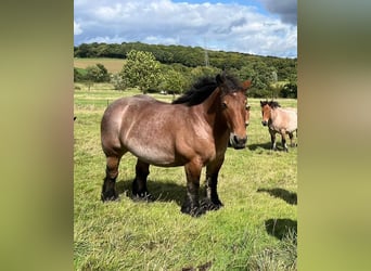 Ardennes, Mare, 6 years, 15,2 hh, Roan-Bay