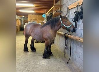 Ardennes, Mare, 6 years, 15,2 hh, Roan-Bay