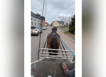 Ardennes, Mare, 8 years, 15,2 hh, Brown