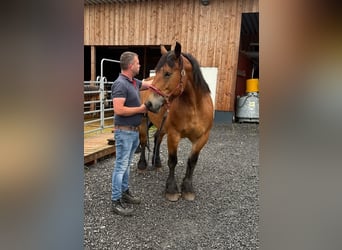 Ardennes, Mare, 8 years, 16,1 hh, Brown