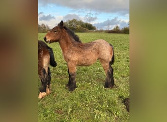 Ardennes, Mare, Foal (05/2025), 15.1 hh, Brown Falb mold