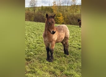 Ardennes, Mare, Foal (05/2025), 15.1 hh, Brown Falb mold