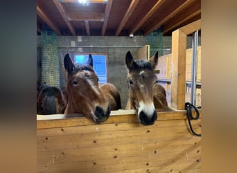 Ardennes, Stallion, 1 year, 15.1 hh, Brown