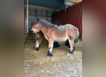 Ardennes, Stallion, 1 year, 15.1 hh, Brown