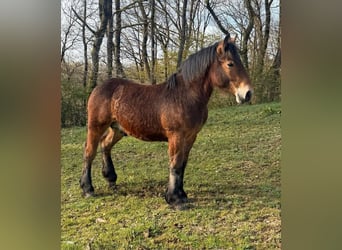 Ardennes, Stallion, 1 year, 15.2 hh