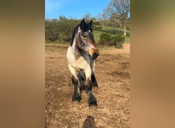 Ardennes, Stallion, 1 year, 15.2 hh