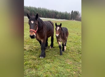 Ardennes, Stallion, 1 year, 15,1 hh, Brown