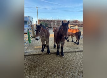 Ardennes, Stallion, 1 year, 15,1 hh, Brown