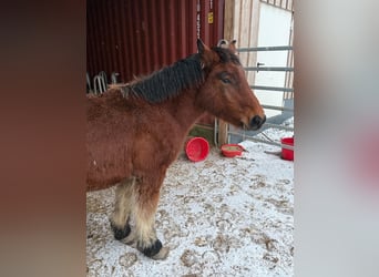 Ardennes, Stallion, 1 year, 15,1 hh, Brown