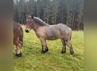 Ardennes, Stallion, 1 year, 15,1 hh, Brown