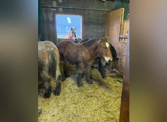 Ardennes, Stallion, 1 year, 15,1 hh