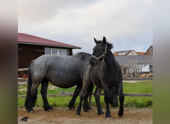 Ardennes, Stallion, 1 year, 15,1 hh