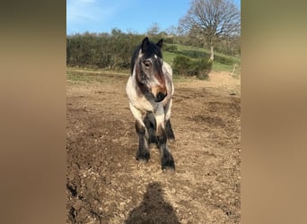 Ardennes, Stallion, 1 year