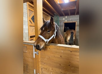 Ardennes, Stallion, 2 years, 15,1 hh