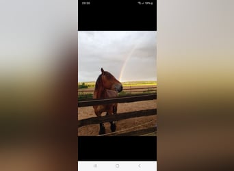 Ardennes, Stallion, 6 years, 15,2 hh, Brown