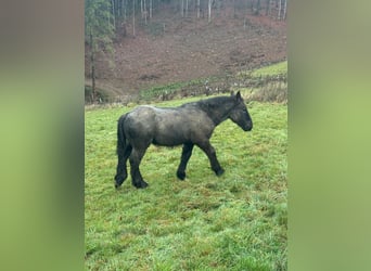 Ardennes, Stallion, Foal (04/2025), 15 hh, Roan-Blue