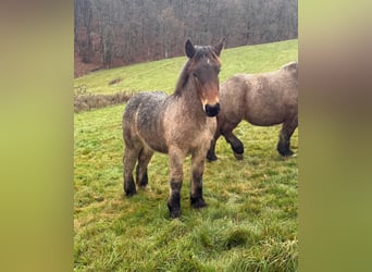 Ardennes, Stallion, Foal (01/2025), 15,1 hh, Brown