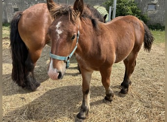 Ardennes, Stallion, Foal (03/2025), Brown