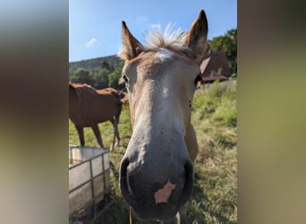 Ardennes, Stallion, Foal (04/2025), Chestnut-Red