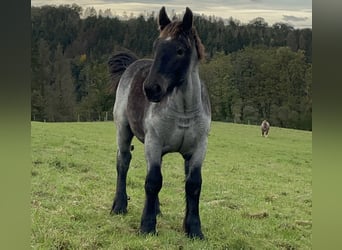 Ardenner, Hengst, Fohlen (03/2024), Blauschimmel