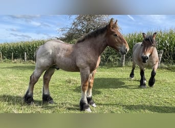 Ardennes, Stallion, Foal (01/2025)