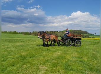 Ardennese, Castrone, 3 Anni, 154 cm, Baio