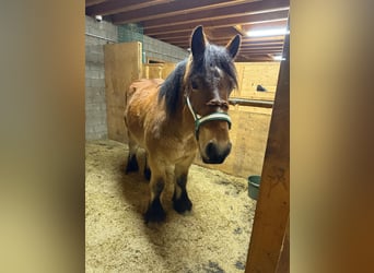 Ardennese, Castrone, 3 Anni, 160 cm, Baio