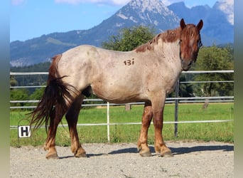 Ardennese, Castrone, 4 Anni, 158 cm, Roano rosso