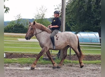 Ardennese, Castrone, 4 Anni, 158 cm, Roano rosso